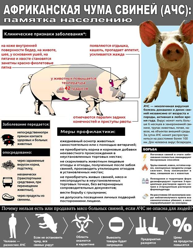 Африканская чума свиней (АЧС).